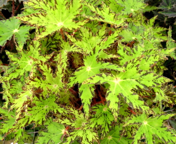 B. ‘Phoe’s Cleo’